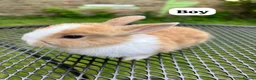 Netherland Dwarf rabbits for sale: New netherland dwarf babies - Advert 5