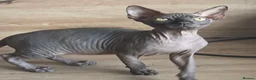 Sphynx cats for sale: FIFe registered Black stunning kittens - Advert 2