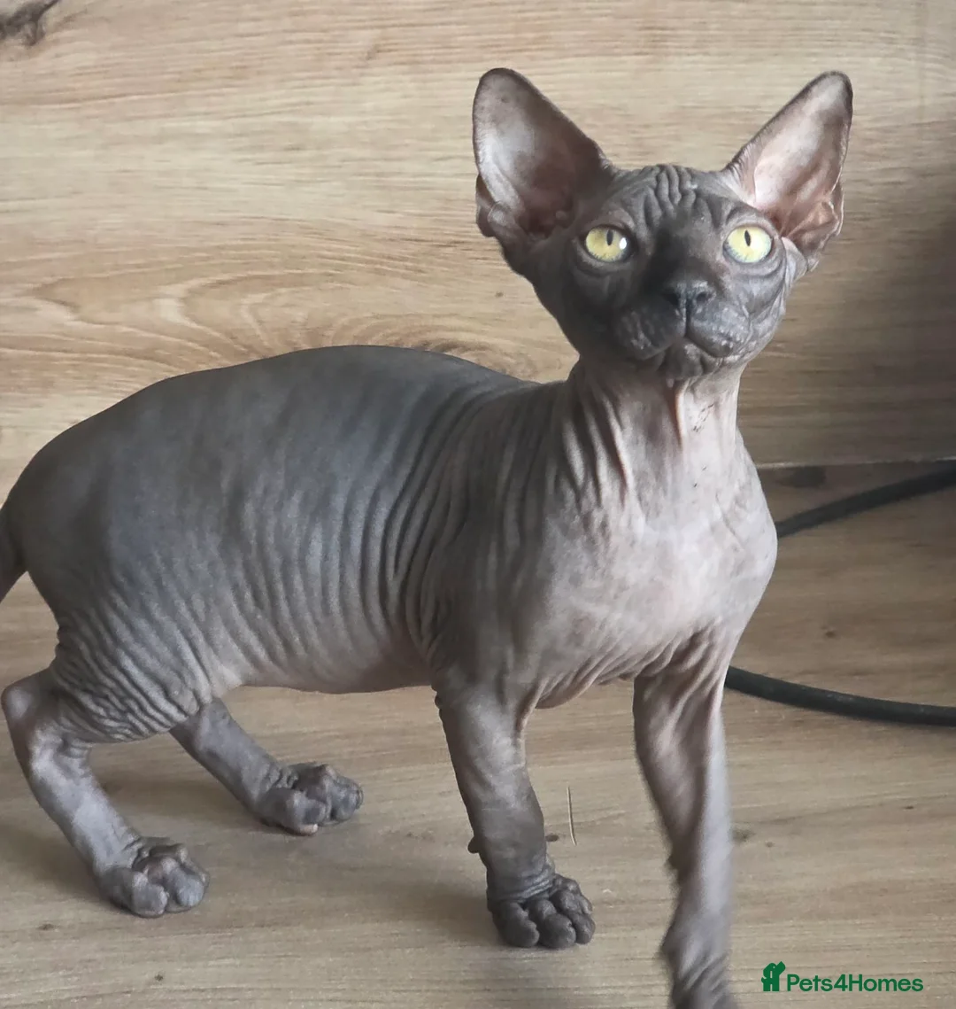 Sphynx cats for sale: FIFe registered Black stunning kittens - Advert 2
