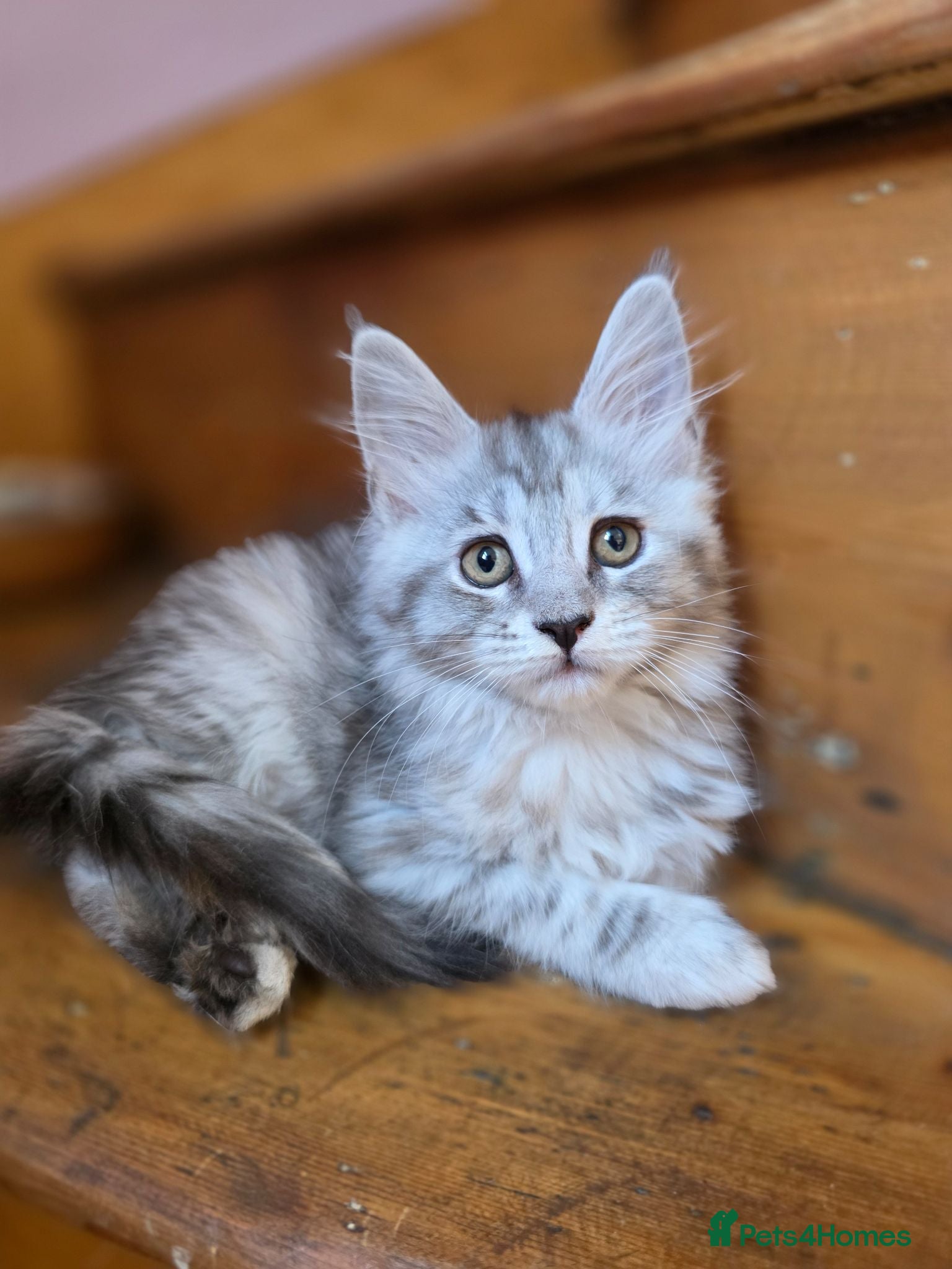 Maine Coon cats Pedigree Pure TICA Registered Maine Coon Kittens - Advert 2