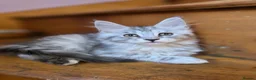 Maine Coon cats for sale: Pedigree Pure TICA Registered Maine Coon Kittens - Advert 21