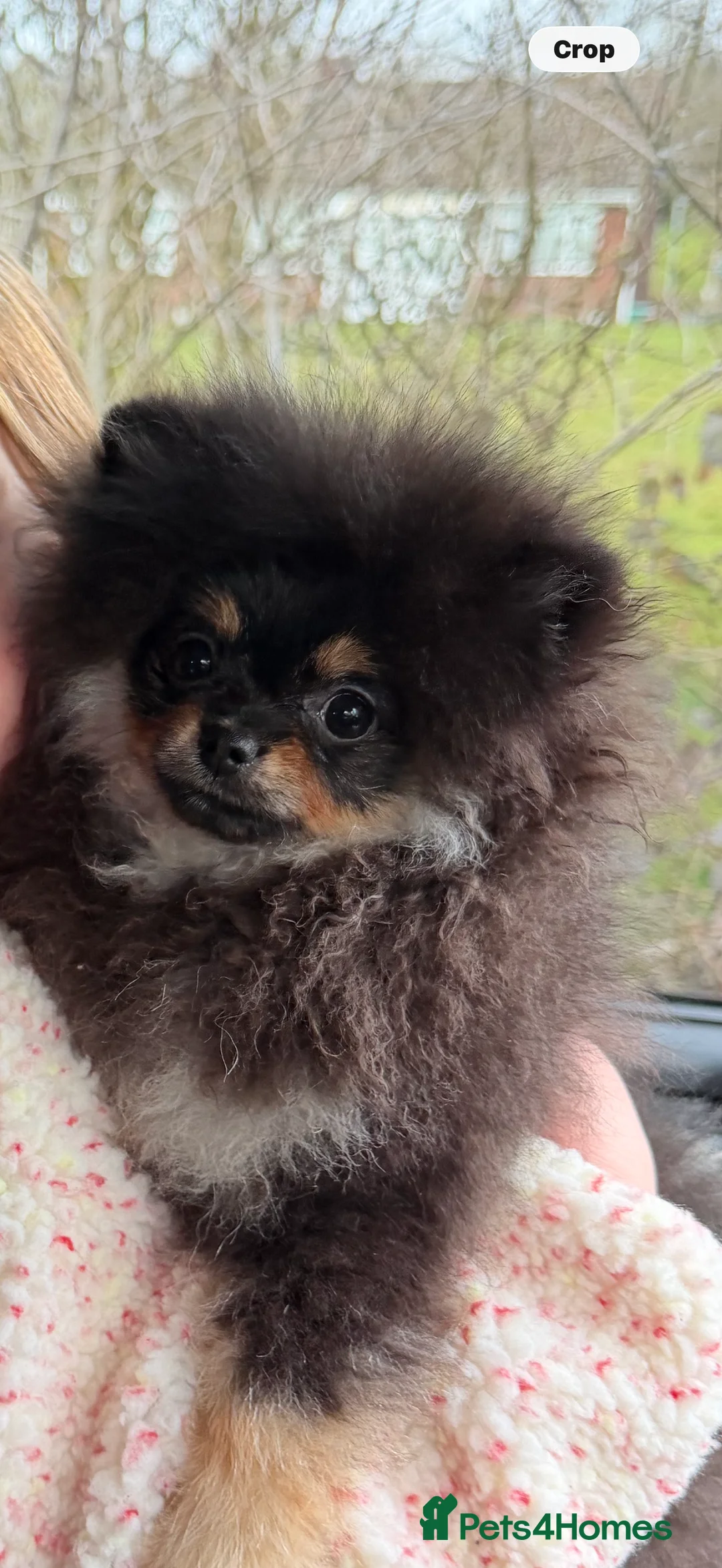 Pomeranian dogs for sale: Mini female Pomeranian in Kidderminster - Advert 2