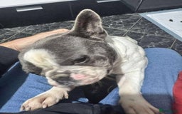 French Bulldog dogs for adoption: Rescue dog Herb is available for adoption - Image 4