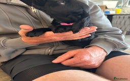 Cocker Spaniel dogs for sale: 3 boys left - Outstanding working cocker spaniels - Image 17