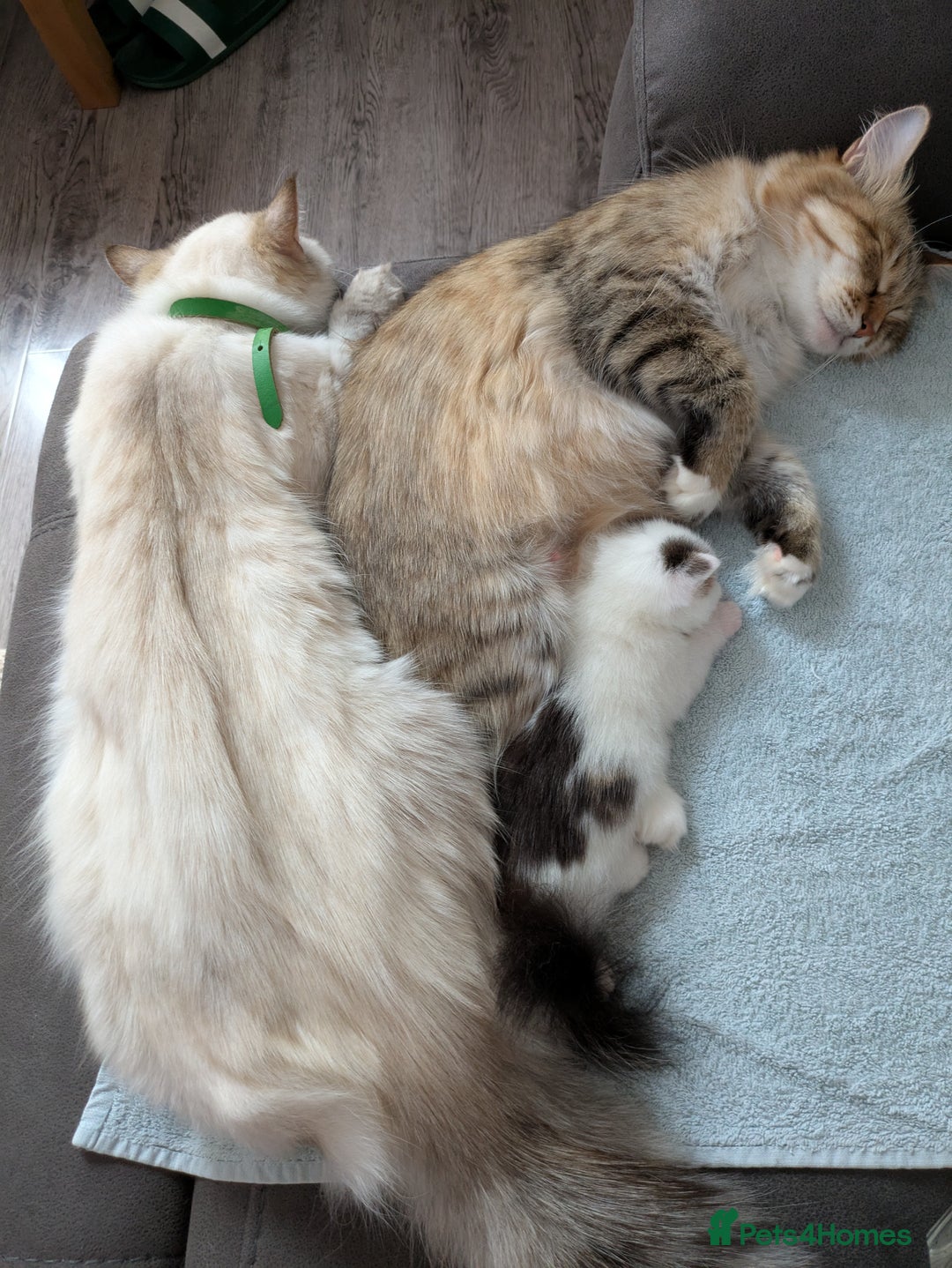 Siberian cats for sale: Unique Female Siberian Kitten - Image 5