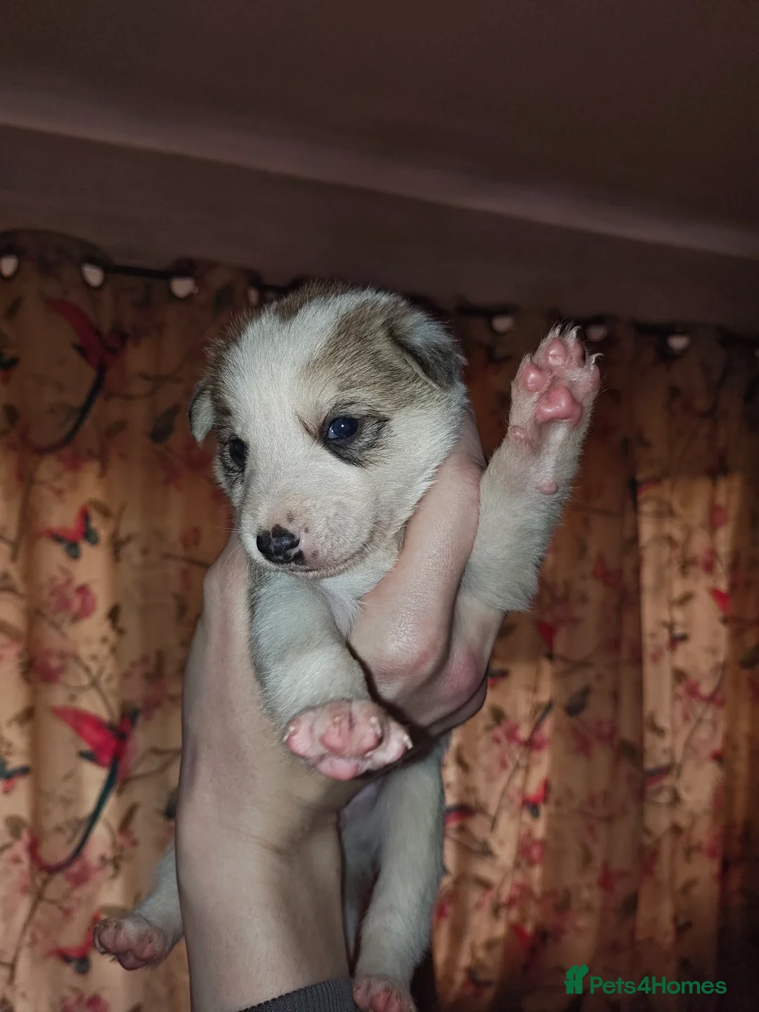 Mixed Breed dogs for sale: Border Collie X Husky/Whippet puppies for sale - Advert 12