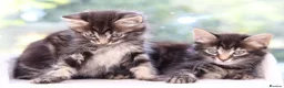 Mixed Breed cats for sale: Tabby Kittens Ready SOON - Advert 12