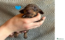 Miniature Dachshund dogs for sale: Miniature Dachshund Puppies for Sale - Image 18