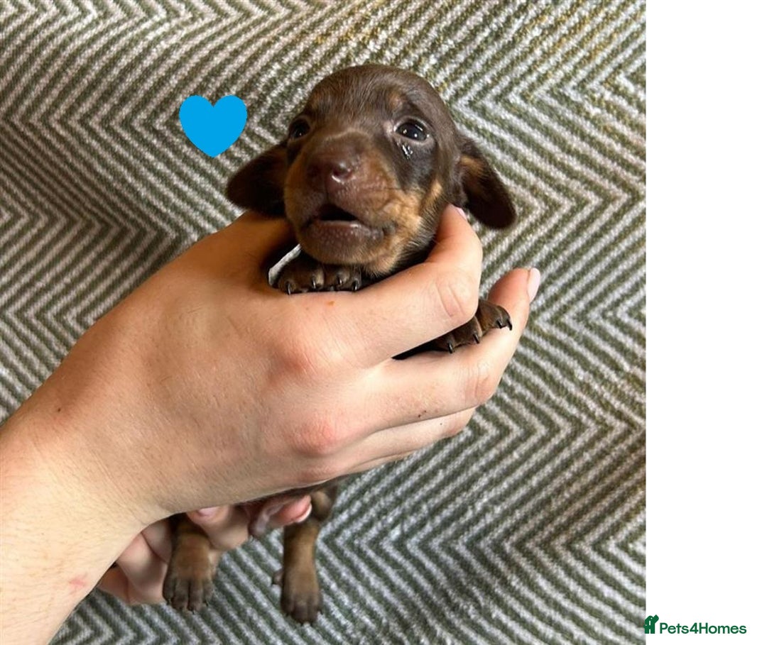Miniature Dachshund dogs for sale: Miniature Dachshund Puppies for Sale - Image 18