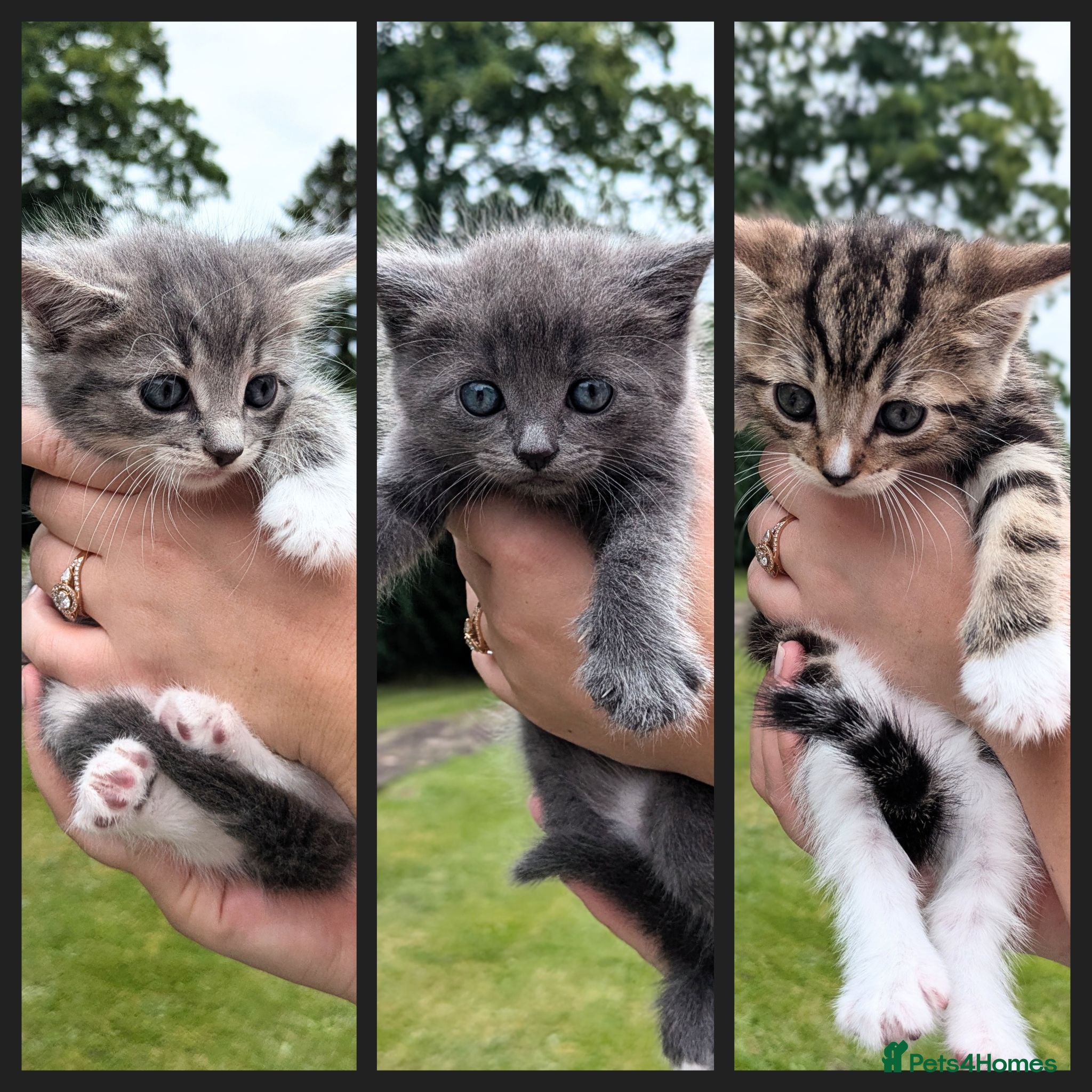 Mixed Breed cats Need Sale ASAP 3 Kittens & 2 Cats Available  - Advert 7