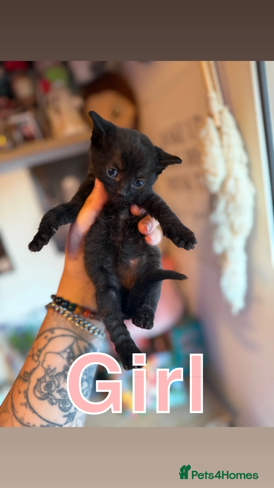 British Shorthair cats for sale: 3 kittens available  in Oldbury - Advert 2