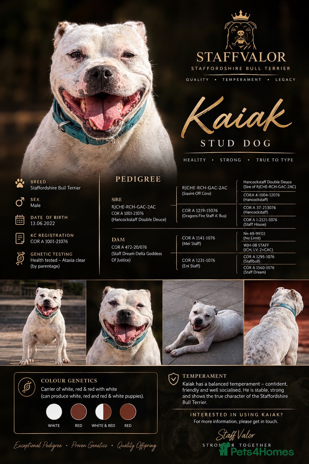 Staffordshire Bull Terrier dogs 🏆 KAIak – StaffValor | STUD DOG - Advert 1