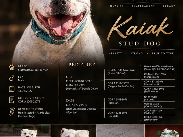 Staffordshire Bull Terrier dogs for stud: 🏆 KAIak – StaffValor | STUD DOG - Advert 2