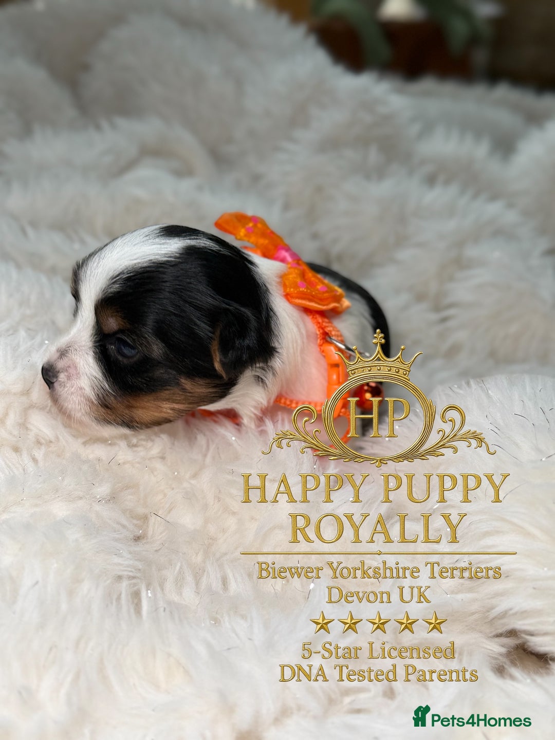 Biewer Terrier dogs for sale: BIEWER YORKIE PUPPIES 4 Available Licensed Breeder - Advert 3