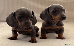 Miniature Dachshund dogs for sale: Gorgeous rainbow litter of miniature dachshund’  - Image 6