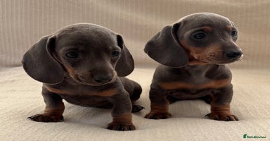 Miniature Dachshund dogs - Advert 5