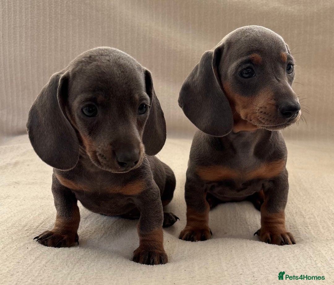 Miniature Dachshund dogs for sale: Gorgeous rainbow litter of miniature dachshund’  - Image 6