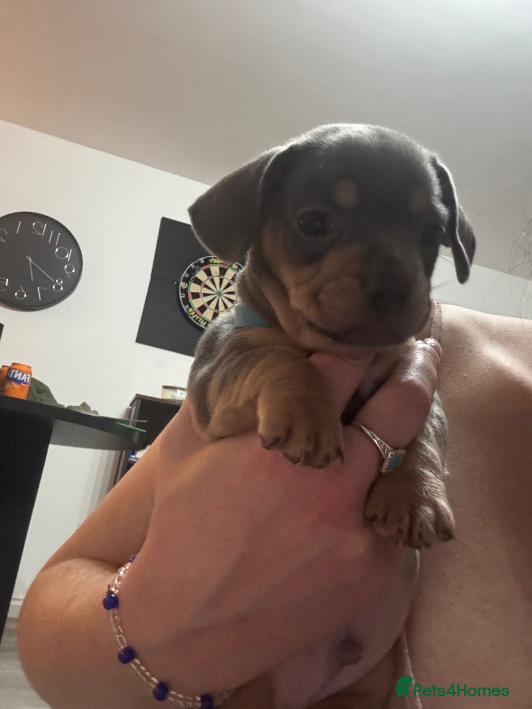 Mixed Breed dogs for sale: French- wieners ❤️ - Image 2