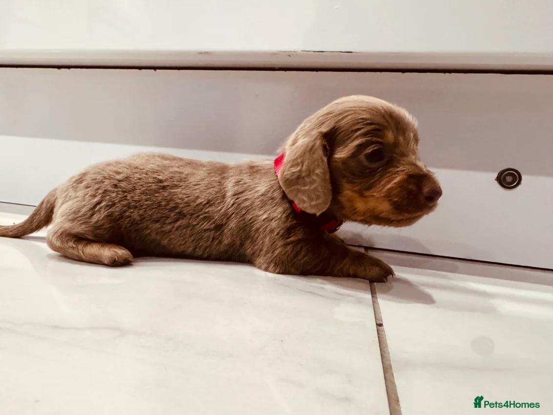 Miniature Dachshund dogs for sale: Last 2 blue&tan girls kc longhair mini dachshunds - Advert 24