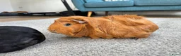 Guinea Pig rodents for sale: Two Female Guinea Pigs  – With Cage & Accessories  - Advert 1