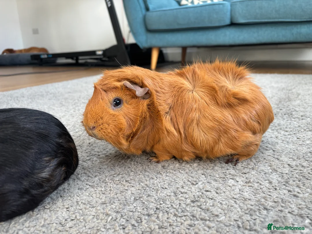 Guinea Pig rodents for sale: Two Female Guinea Pigs  – With Cage & Accessories  - Advert 1