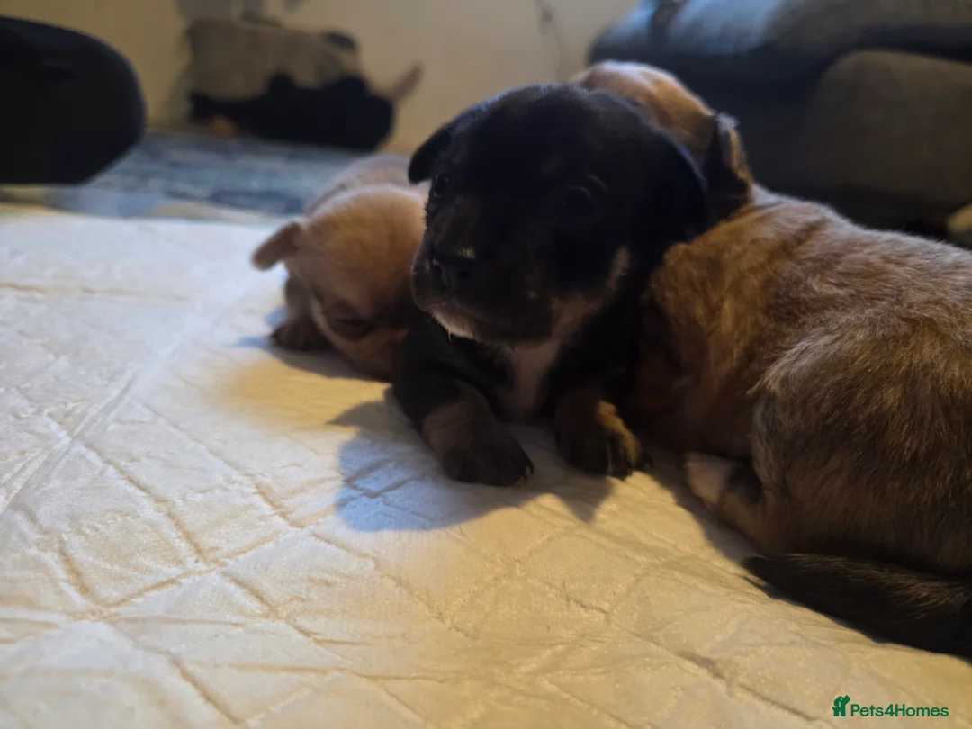 Chihuahua dogs for sale: Chihuahua Puppies - Advert 18
