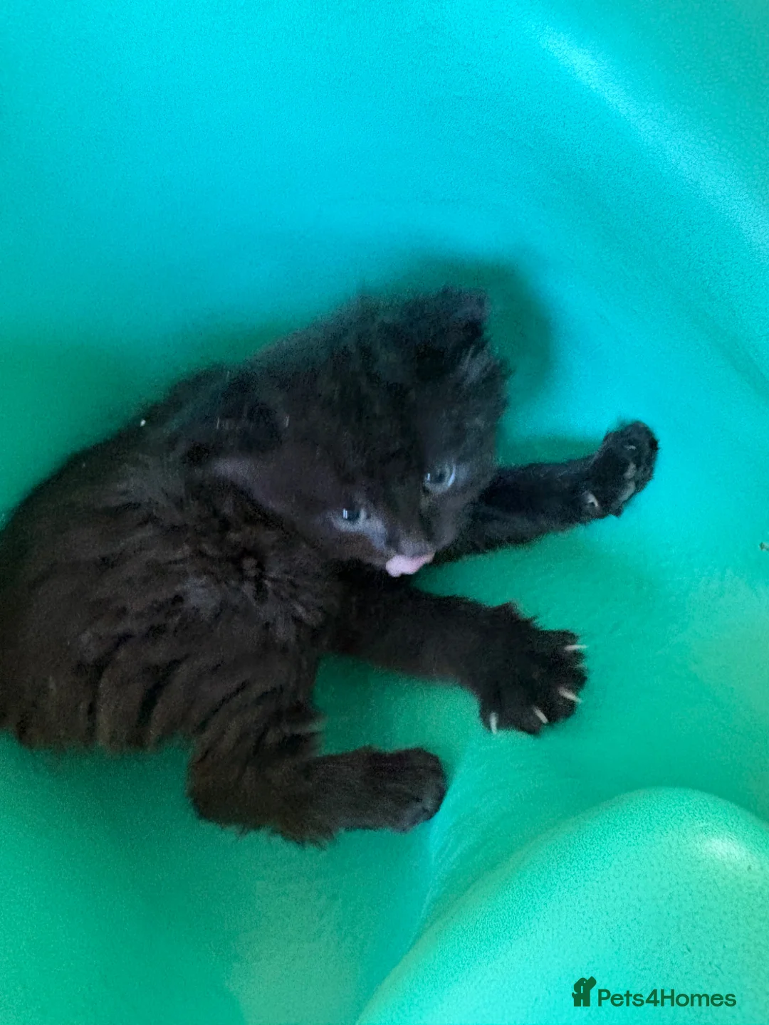 Mixed Breed cats for sale: Last male kitten of litter  in Bristol - Advert 2