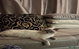British Shorthair cats for sale: Colourpoint British Shorthair - Image 16
