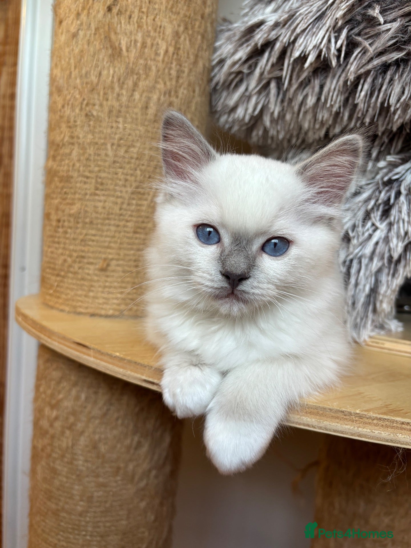 Ragdoll cats GCCF REGISTERD RAGDOLL KITTINES   - Advert 1