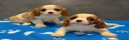 Cavalier King Charles Spaniel dogs for sale: 🐶King Charles cavalier puppy’s ⭐️⭐️⭐️⭐️⭐️ - Advert 17
