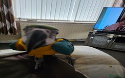 Parrots birds for sale: Baby blue and gold macaw  - Image 4