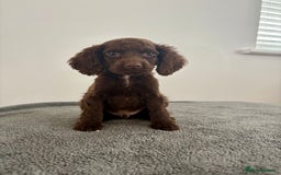 Cocker Spaniel dogs for sale: Cocker spaniel puppies  - Image 7