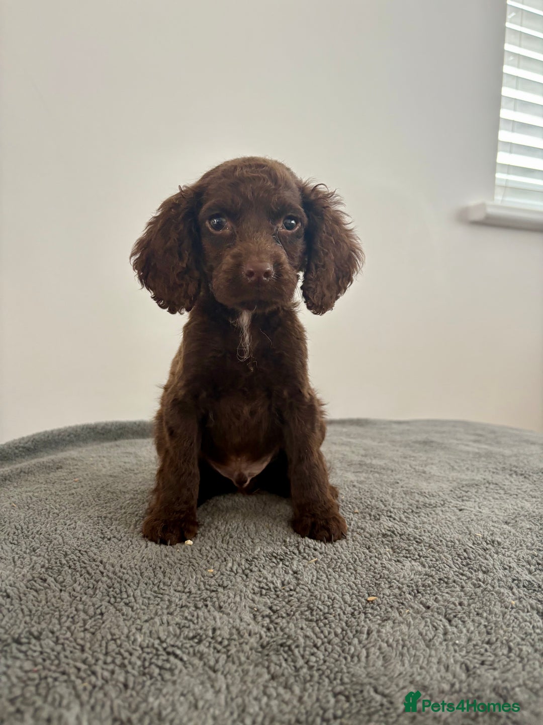 Cocker Spaniel dogs for sale: Cocker spaniel puppies  - Image 7