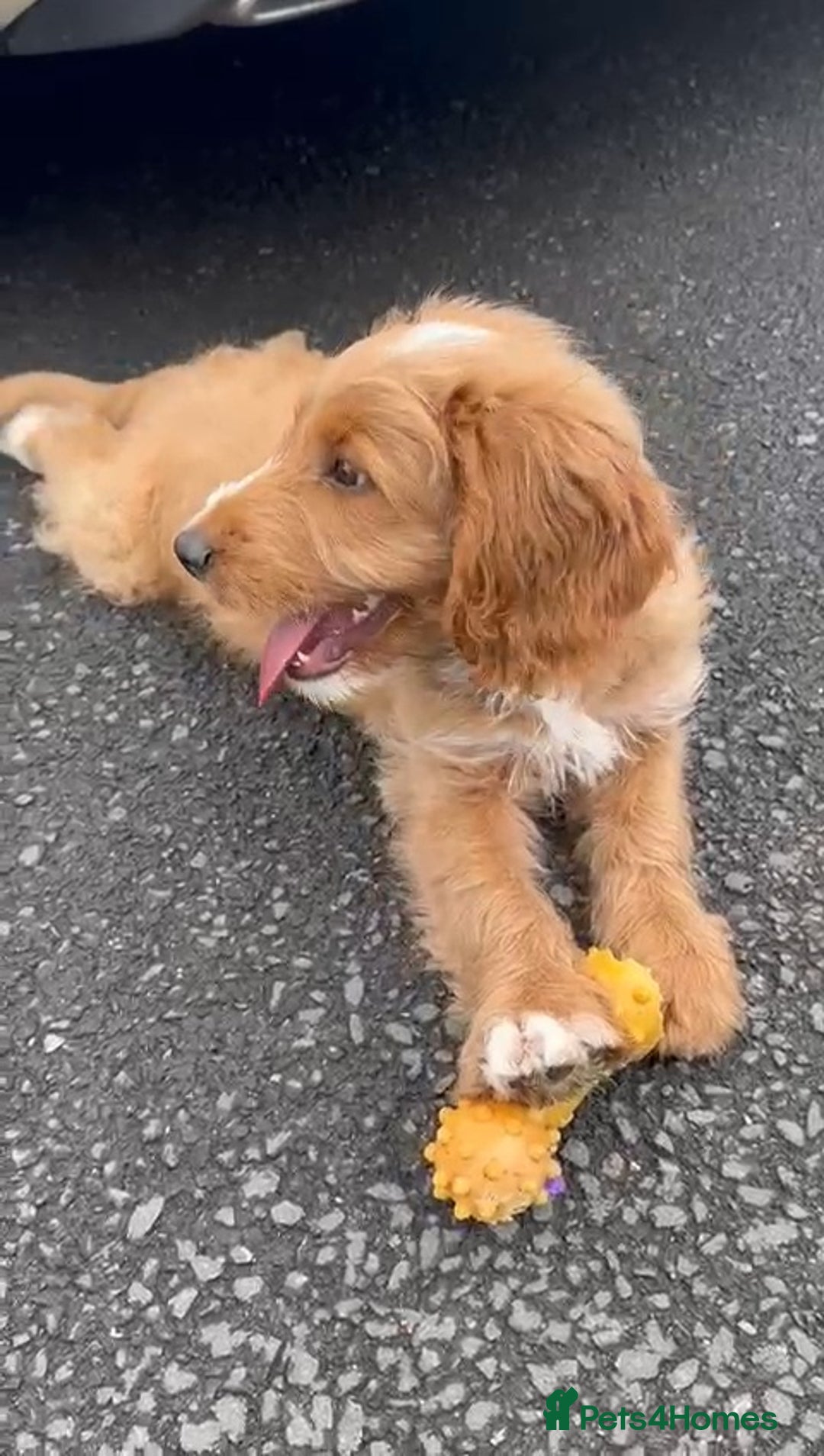 Cockapoo dogs for sale:  *REDUCED LAST BOY. F1 Beautiful Cockapoo Puppies  - Image 1