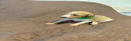 Saluki dogs for sale: Beautiful Saluki pups from champion lines - Advert 12