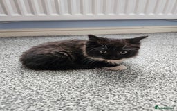 Ragdoll cats for sale: Adorable 9 Week Old Kittens - Litter Trained - Image 2