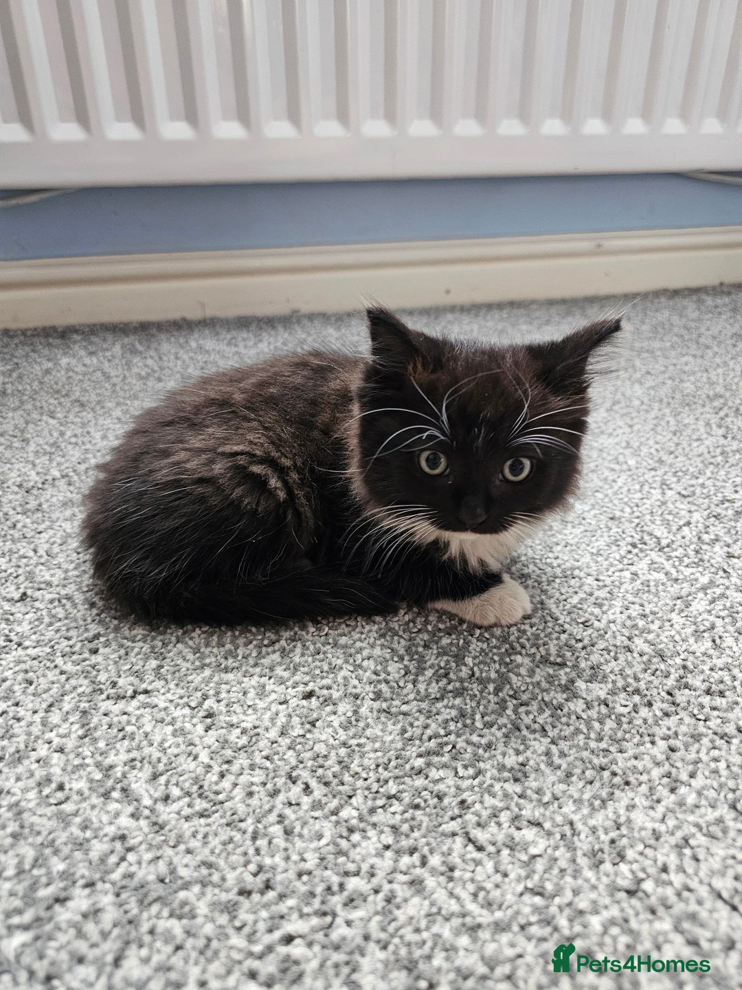 Ragdoll cats for sale: Adorable 9 Week Old Kittens - Litter Trained - Image 2