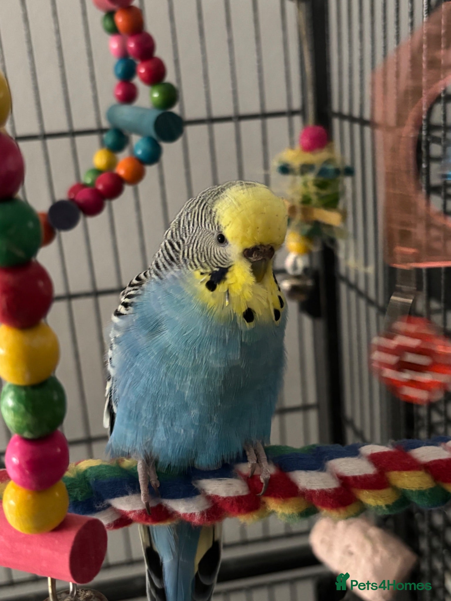 Budgerigars birds Female Adult Budgie & XL Cage - Advert 13