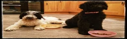 Labradoodle dogs for stud: Hypoallergenic Labradoodle STUD Proven Vet Checked - Advert 22