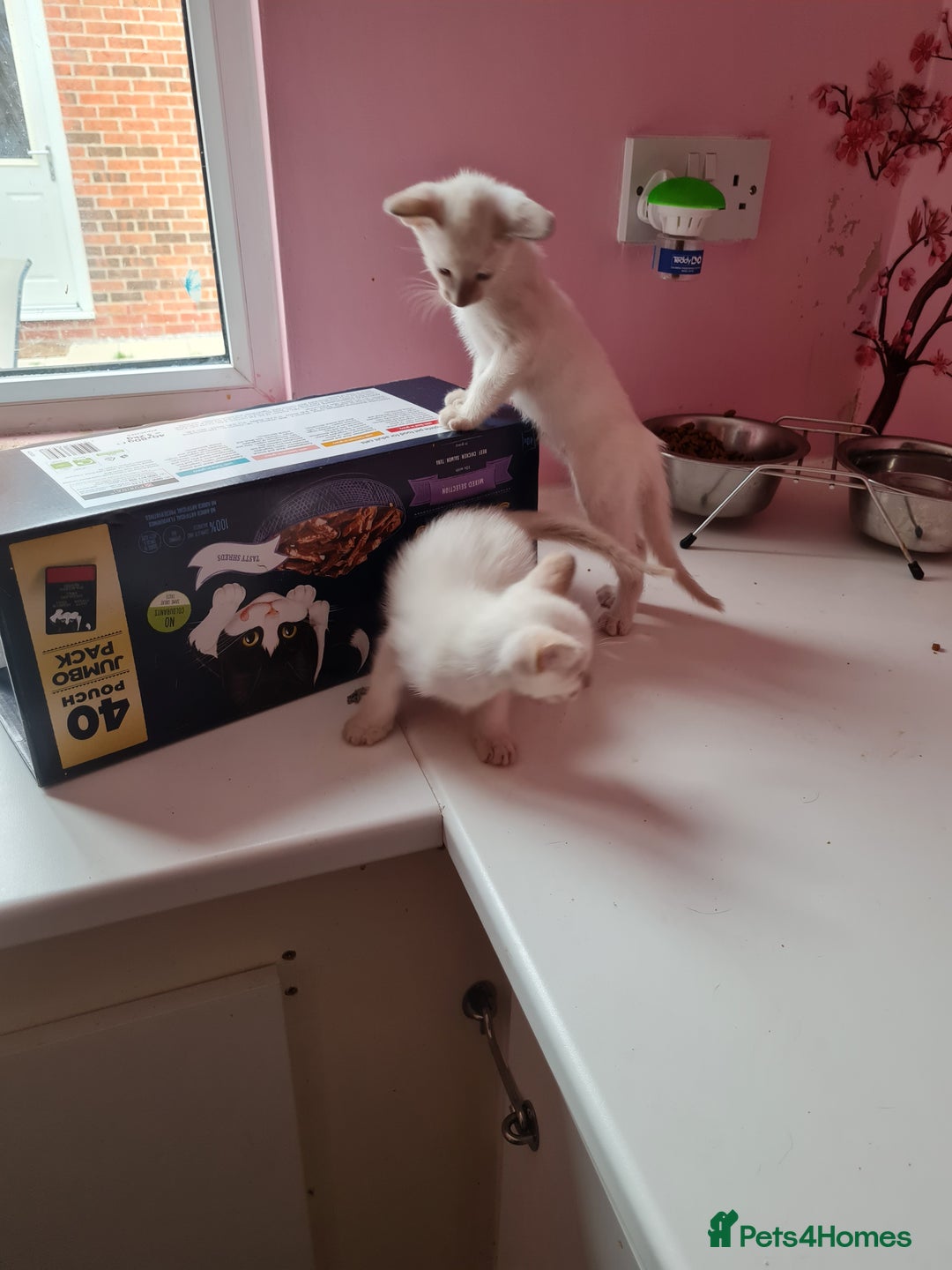 Siamese cats for sale: LAST ONE,  Gorgeous Bluepoint little boy. - Advert 10