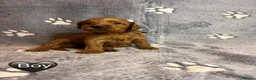 Cockapoo dogs for sale: Beautiful Cockapoo Puppies - litter of 9. in Washington - Advert 37