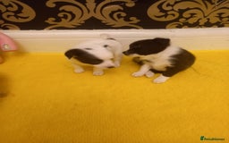Mixed Breed dogs for sale: Jack Russell Pups in Braintree - Image 5