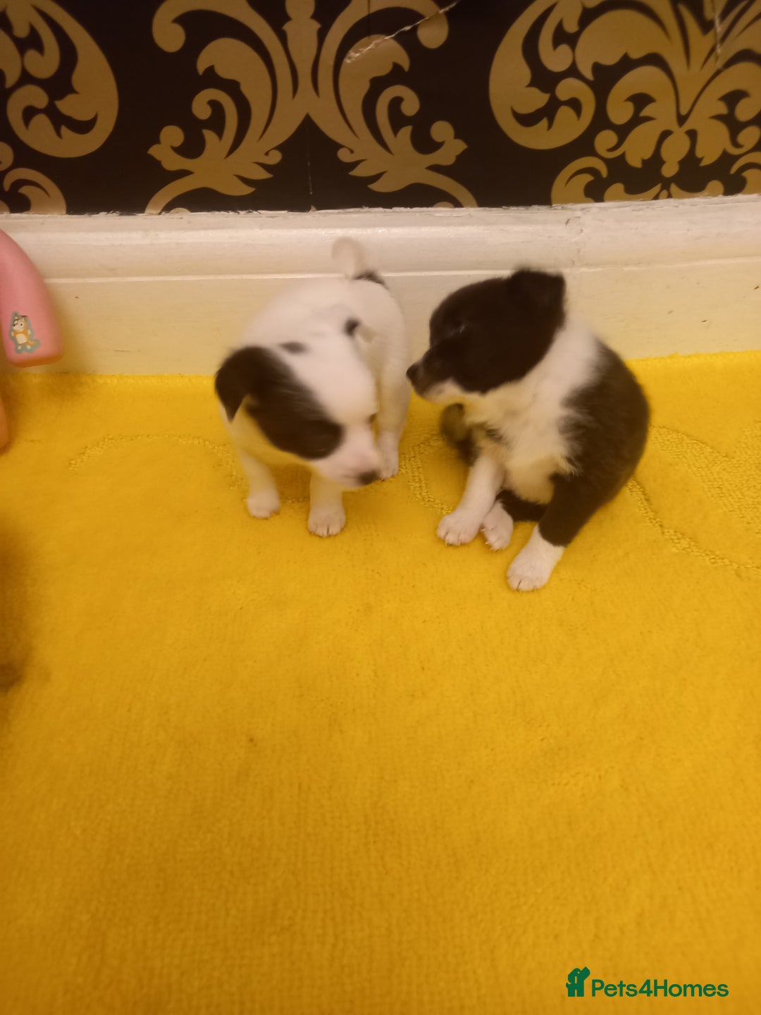 Mixed Breed dogs for sale: Jack Russell Pups in Braintree - Image 5