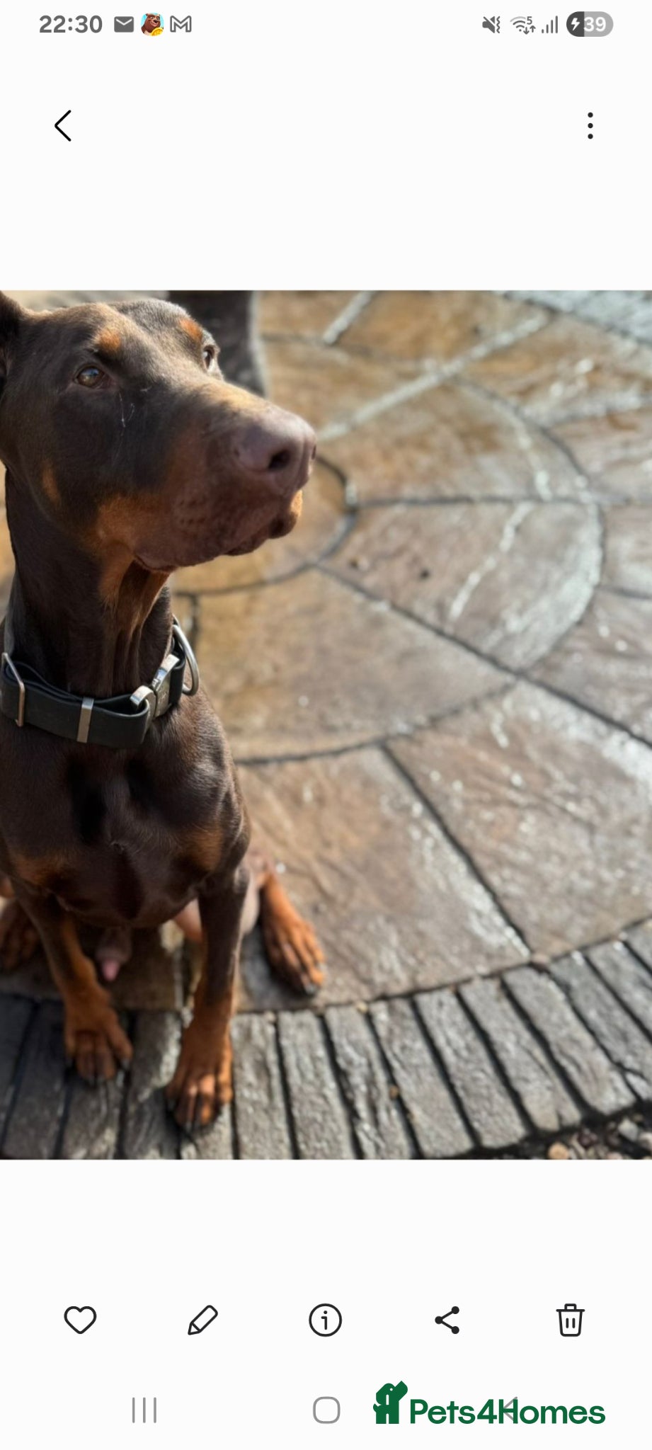Dobermann dogs male doberman 16mth old  - Advert 2
