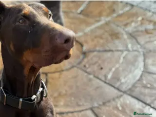 Dobermann dogs male doberman 16mth old - Advert 1
