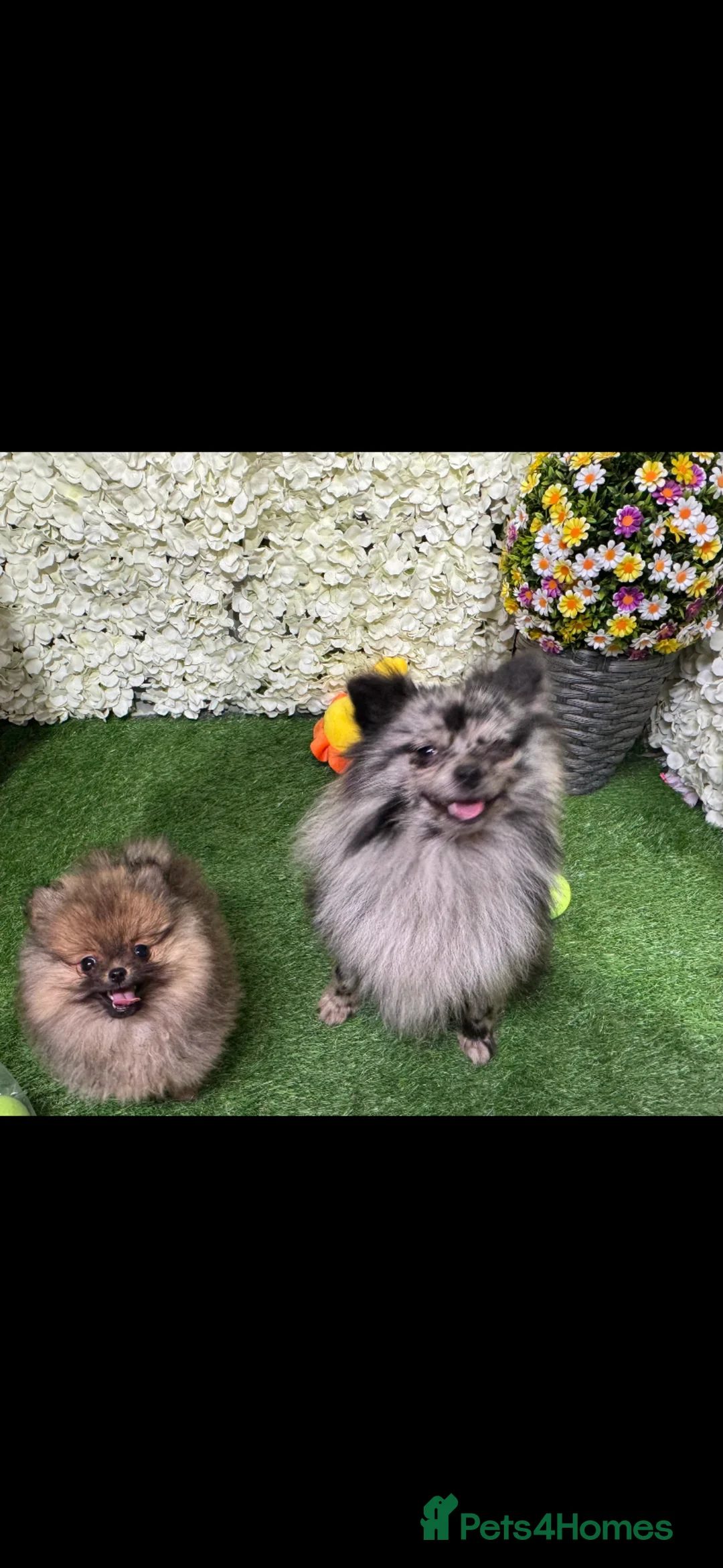 Pomeranian dogs for sale:  2 beautiful Pomeranian boys  - Advert 2