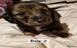 Dachshund dogs for sale: 7 beautiful dachshunds puppys - Image 33