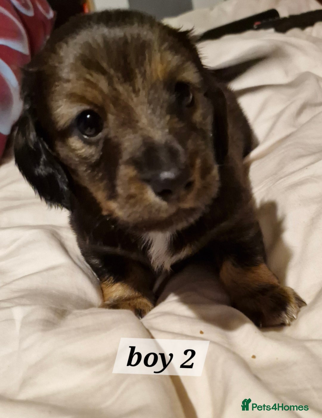 Dachshund dogs for sale: 7 beautiful dachshunds puppys - Image 33