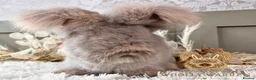 Angora rabbits for sale: Beautiful Adult Angoras Available  - Advert 2