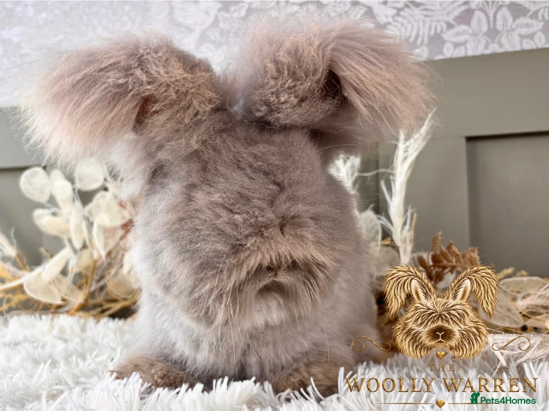 Angora rabbits for sale: Beautiful Adult Angoras Available  - Advert 2